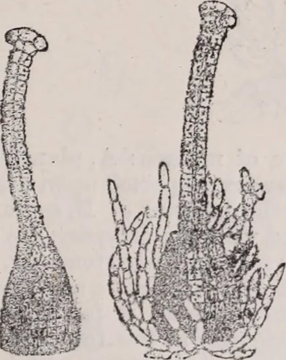 An illustration from The microscope and its revelations, 1891, leaf 640
