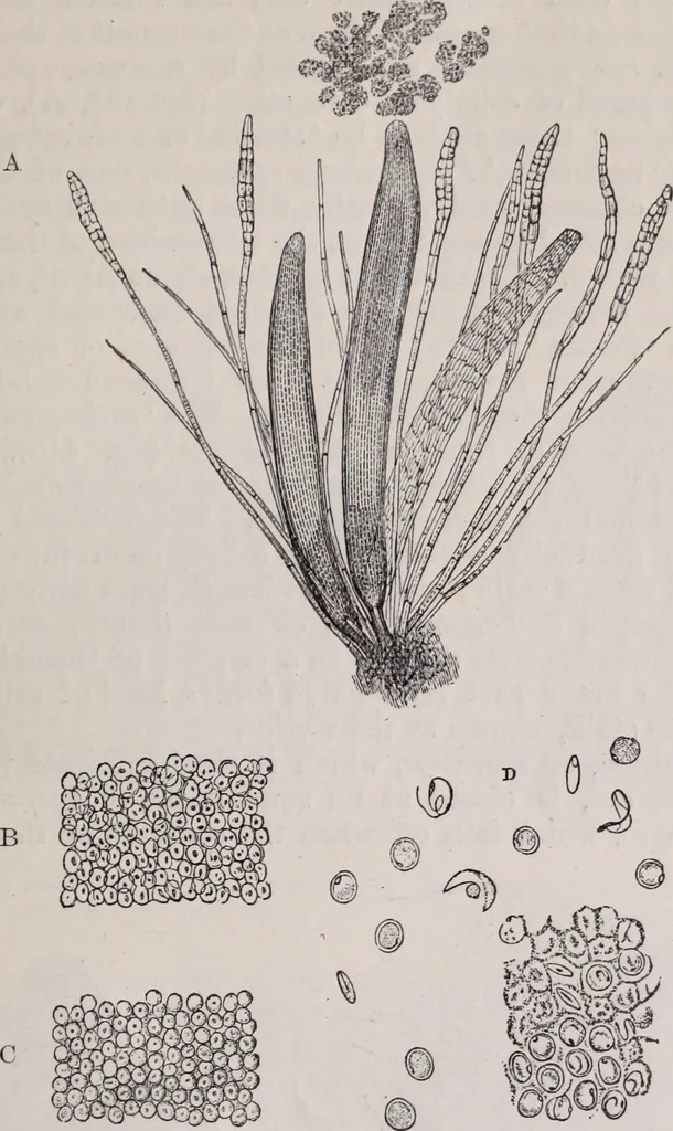 An illustration from The microscope and its revelations, 1891, leaf 642