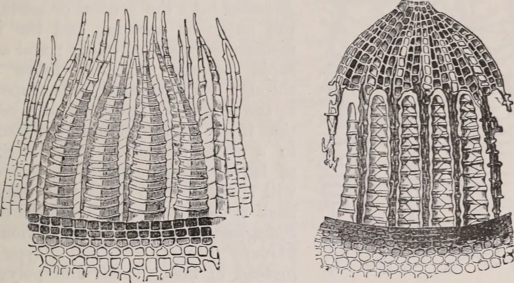 An illustration from The microscope and its revelations, 1891, leaf 644