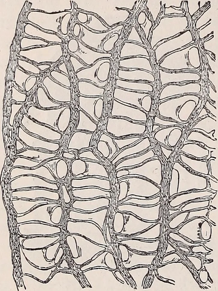 An illustration from The microscope and its revelations, 1891, leaf 645
