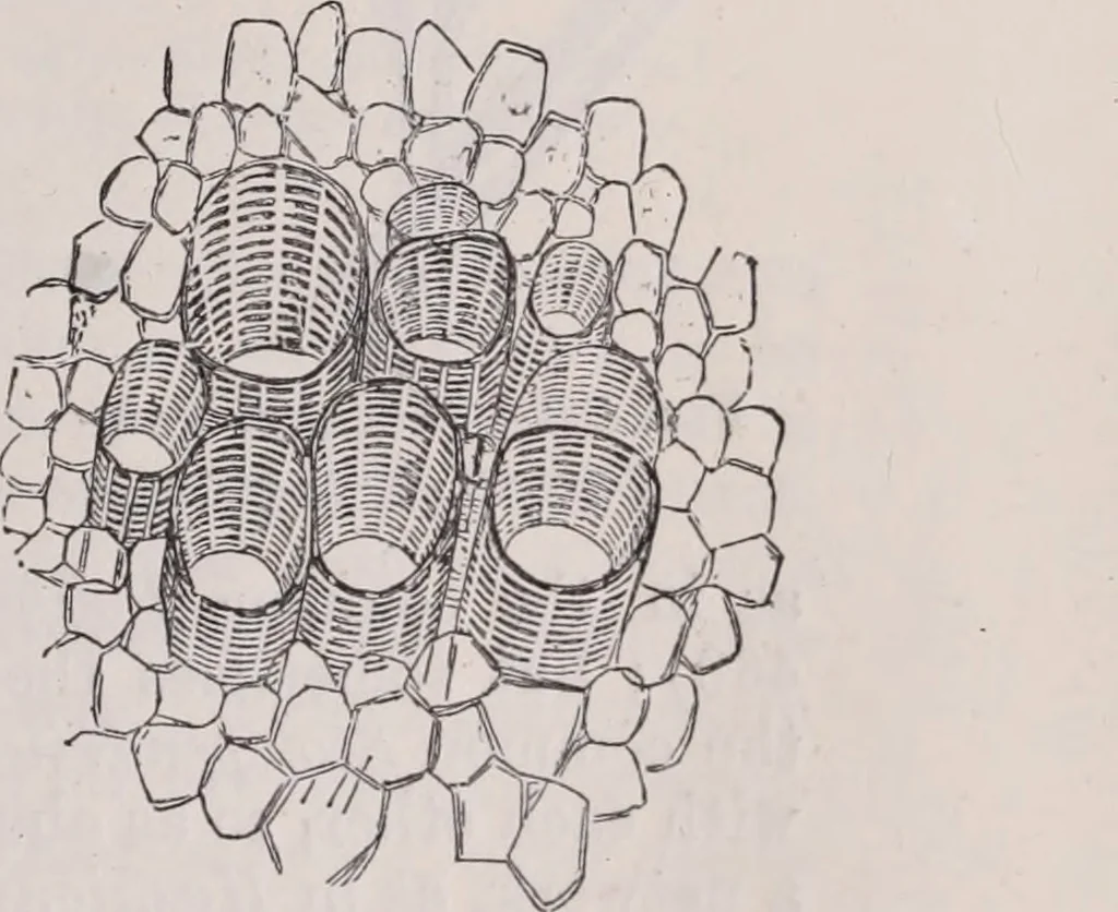 An illustration from The microscope and its revelations, 1891, leaf 646