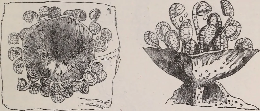 An illustration from The microscope and its revelations, 1891, leaf 648