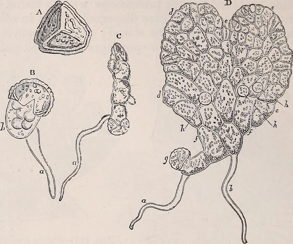 An illustration from The microscope and its revelations, 1891, leaf 649