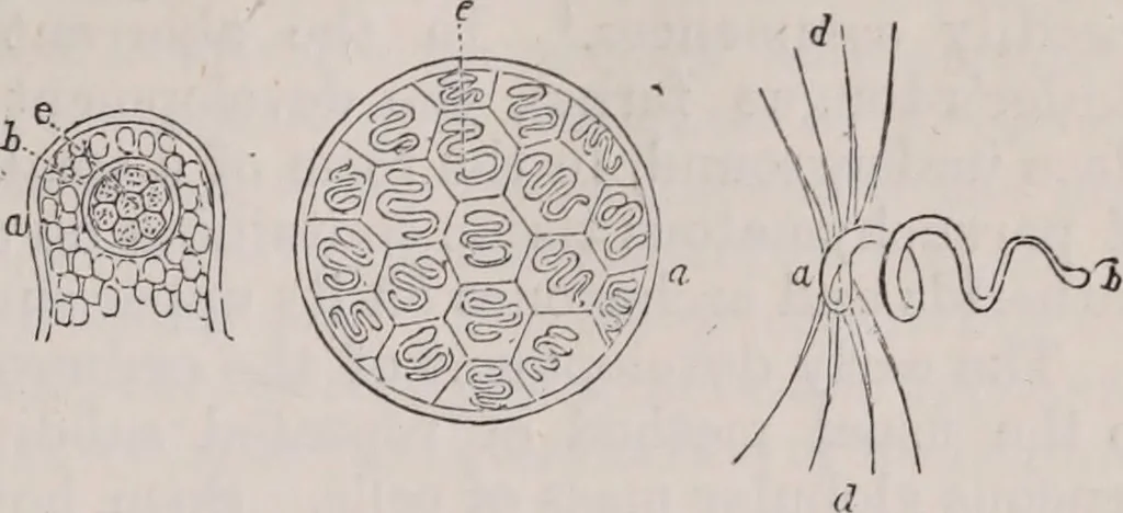 An illustration from The microscope and its revelations, 1891, leaf 650