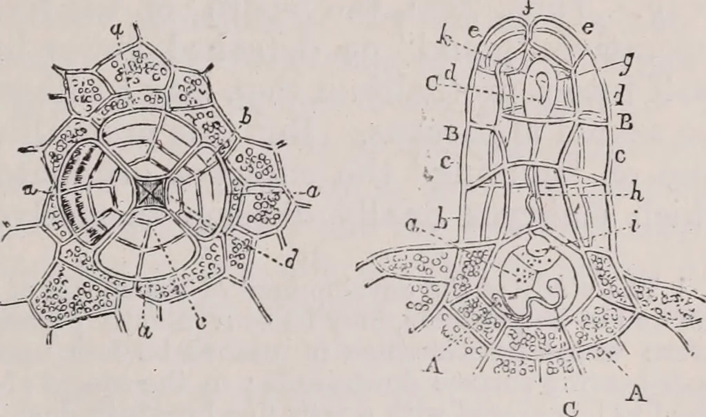 An illustration from The microscope and its revelations, 1891, leaf 650