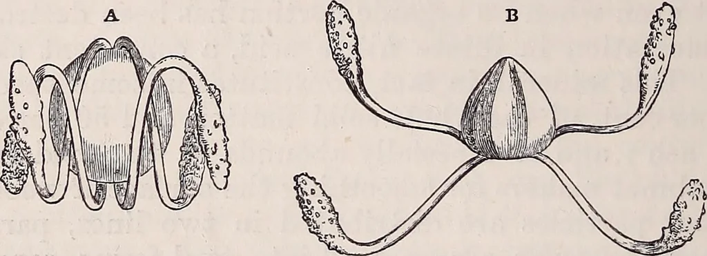 An illustration from The microscope and its revelations, 1891, leaf 653