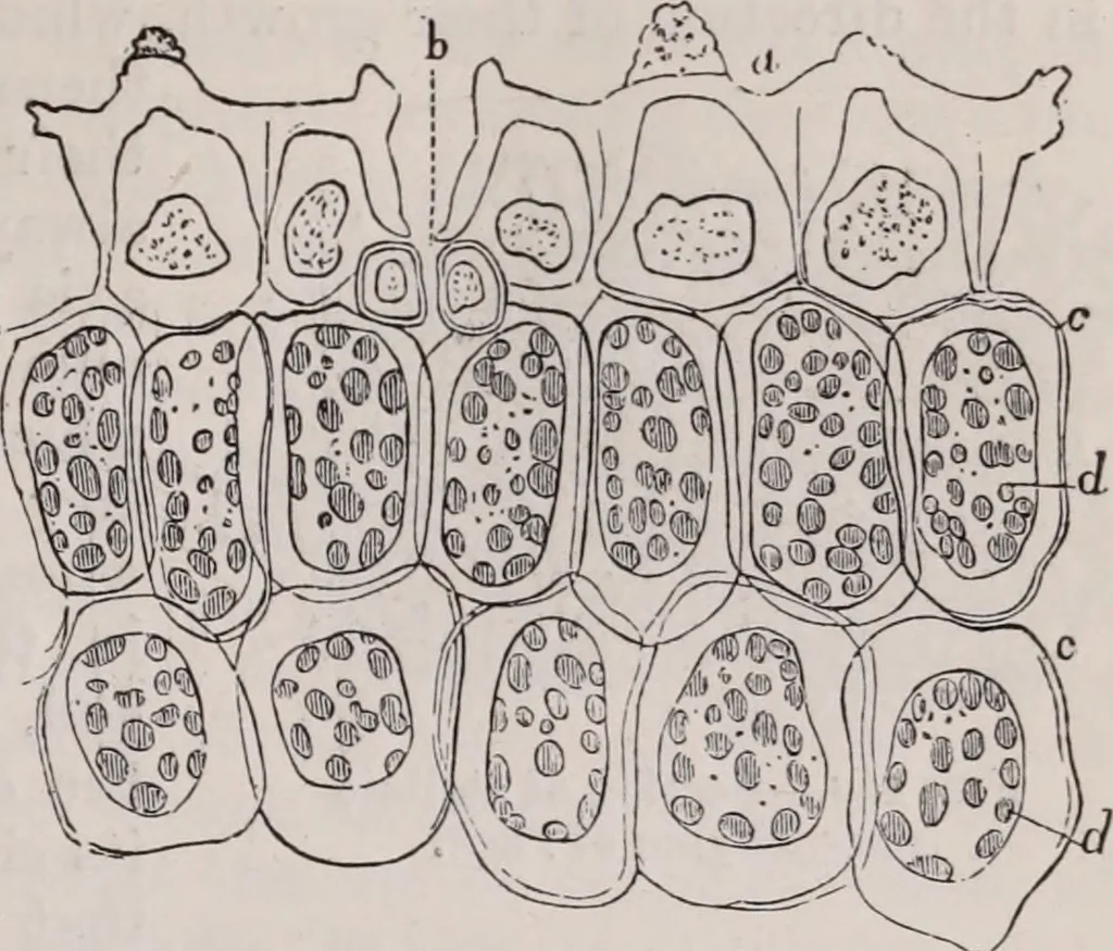 An illustration from The microscope and its revelations, 1891, leaf 658