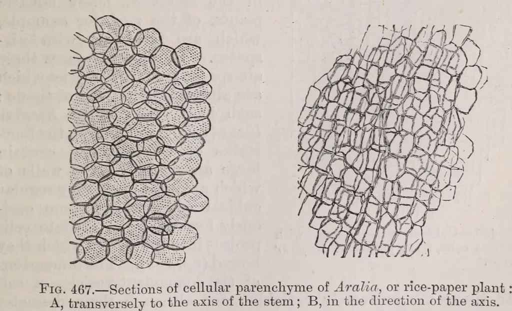 An illustration from The microscope and its revelations, 1891, leaf 658