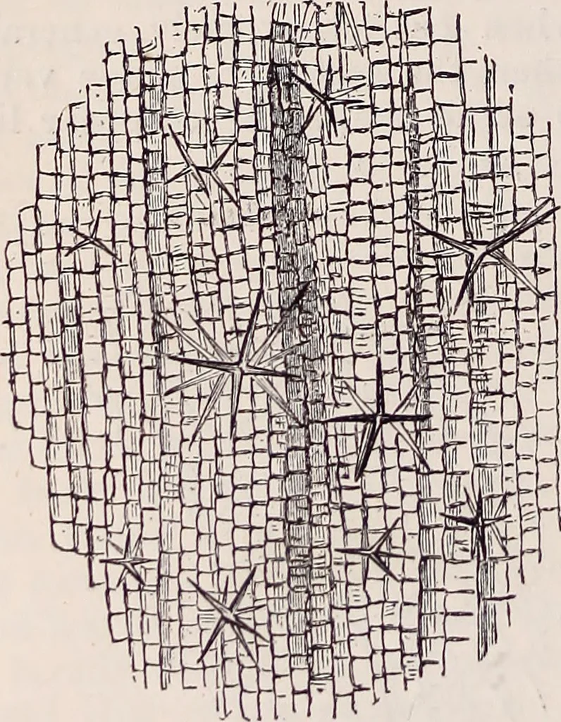 An illustration from The microscope and its revelations, 1891, leaf 659