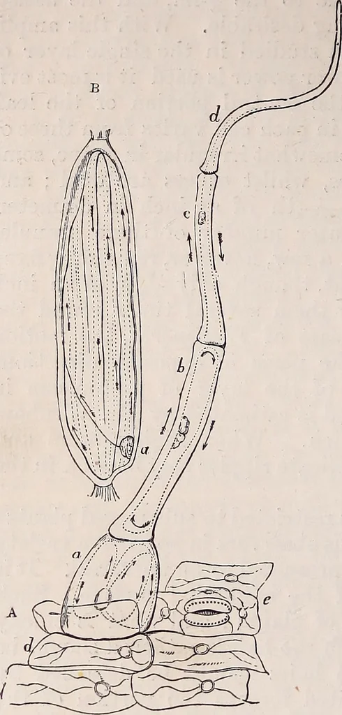 An illustration from The microscope and its revelations, 1891, leaf 663