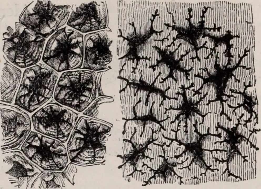 An illustration from The microscope and its revelations, 1891, leaf 664
