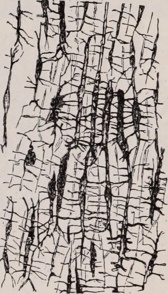 An illustration from The microscope and its revelations, 1891, leaf 664