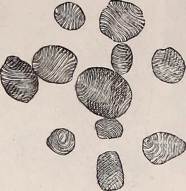 An illustration from The microscope and its revelations, 1891, leaf 665