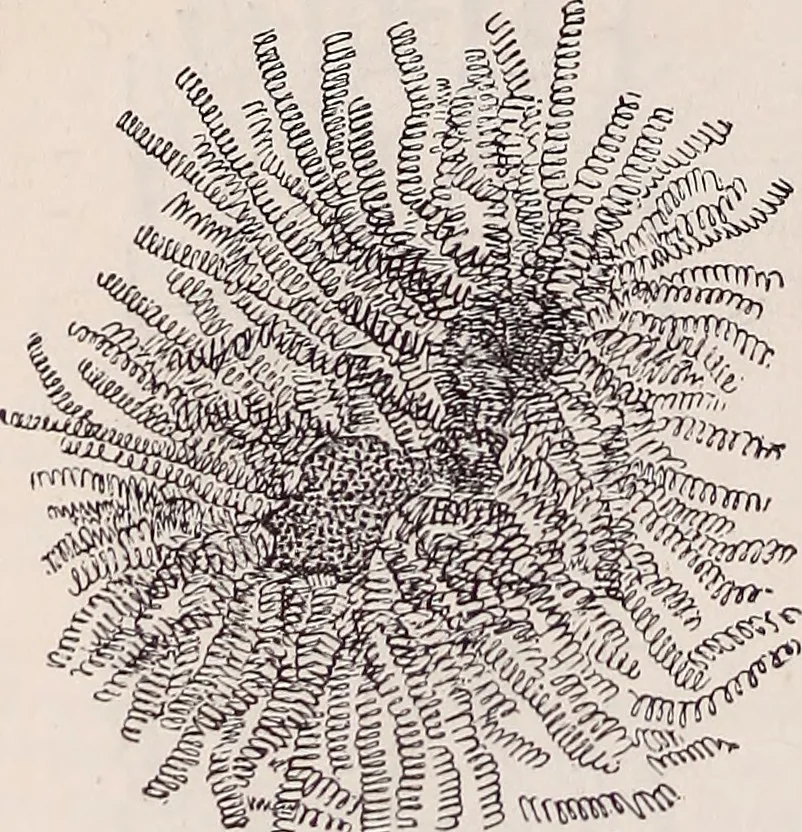An illustration from The microscope and its revelations, 1891, leaf 665