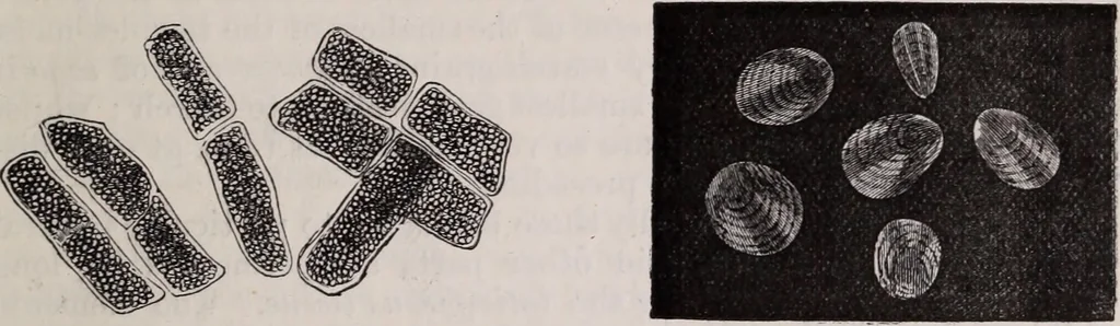 An illustration from The microscope and its revelations, 1891, leaf 666
