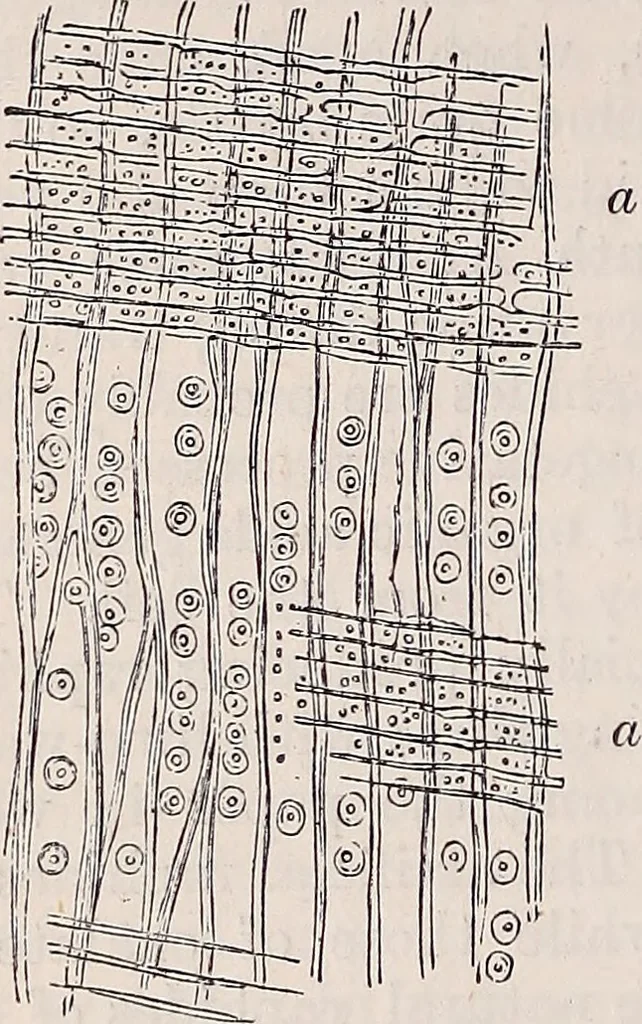 An illustration from The microscope and its revelations, 1891, leaf 669