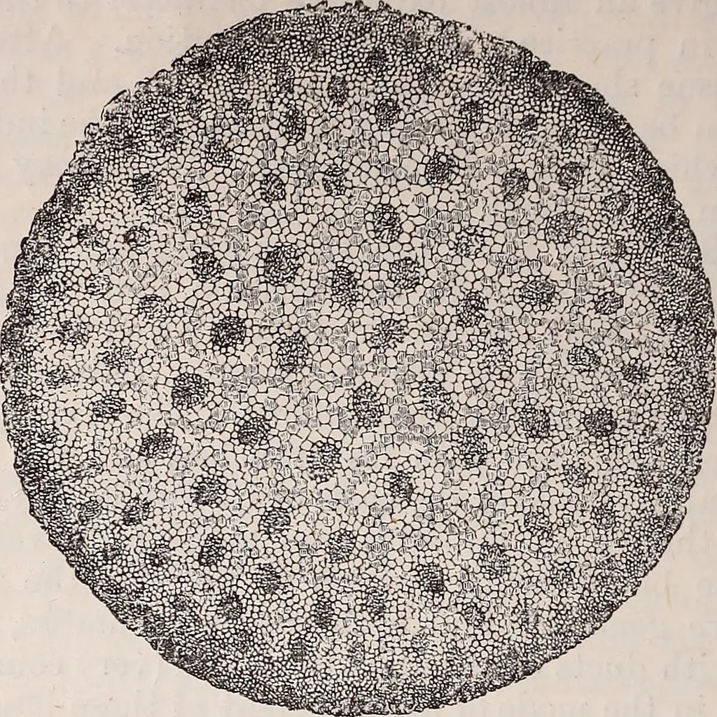 An illustration from The microscope and its revelations, 1891, leaf 673