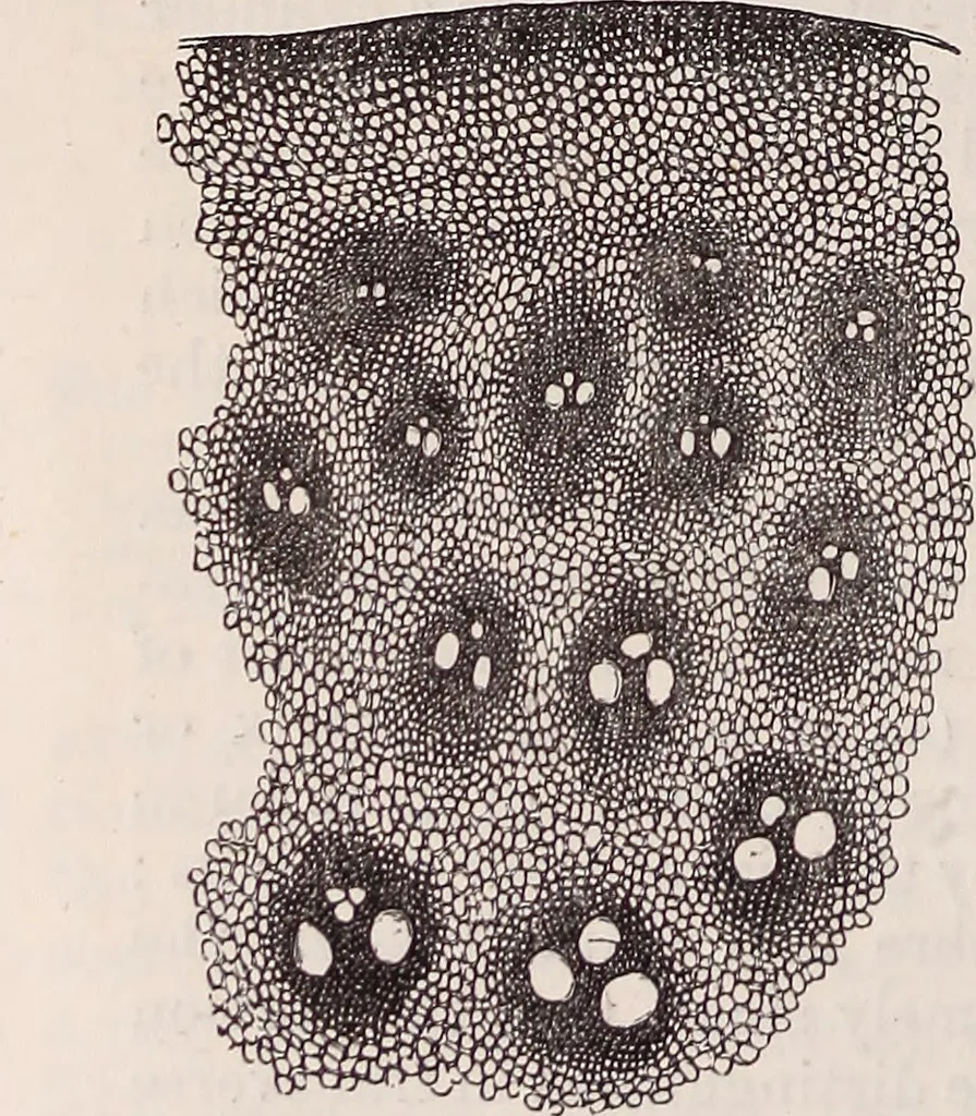 An illustration from The microscope and its revelations, 1891, leaf 673