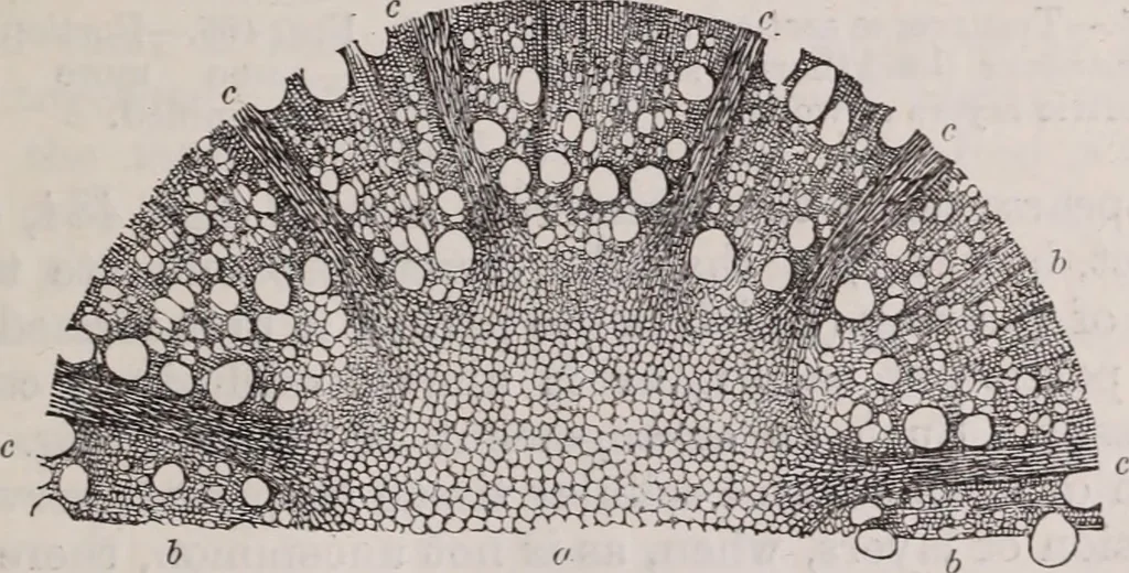 An illustration from The microscope and its revelations, 1891, leaf 674