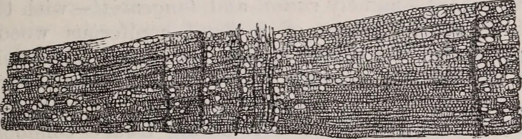An illustration from The microscope and its revelations, 1891, leaf 676