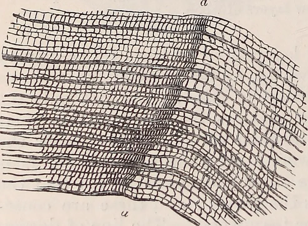 An illustration from The microscope and its revelations, 1891, leaf 677