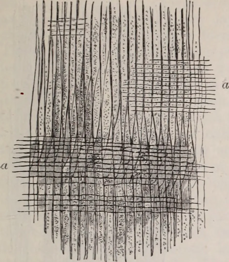 An illustration from The microscope and its revelations, 1891, leaf 678