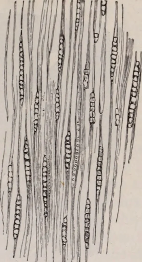 An illustration from The microscope and its revelations, 1891, leaf 678