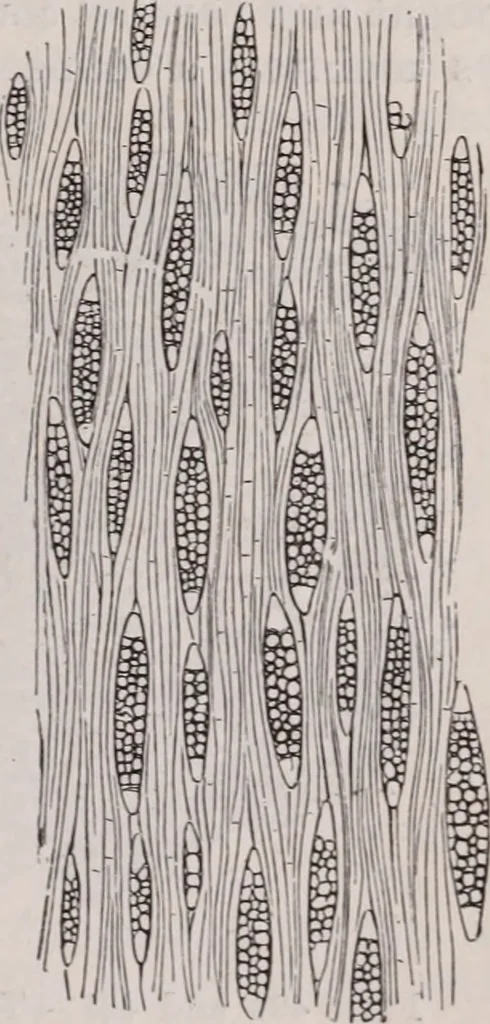 An illustration from The microscope and its revelations, 1891, leaf 678