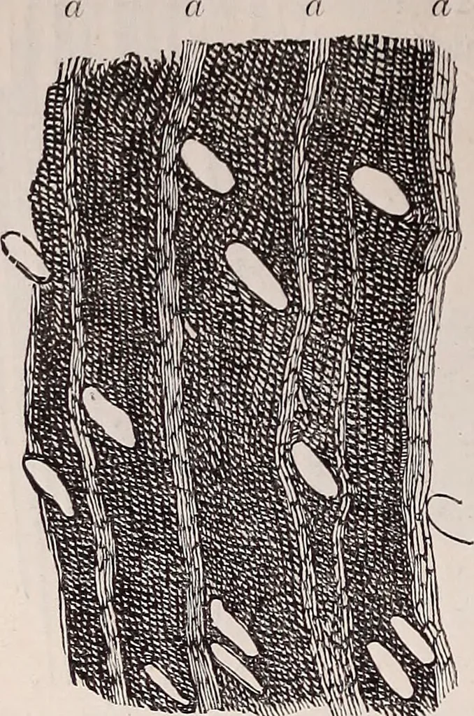 An illustration from The microscope and its revelations, 1891, leaf 679