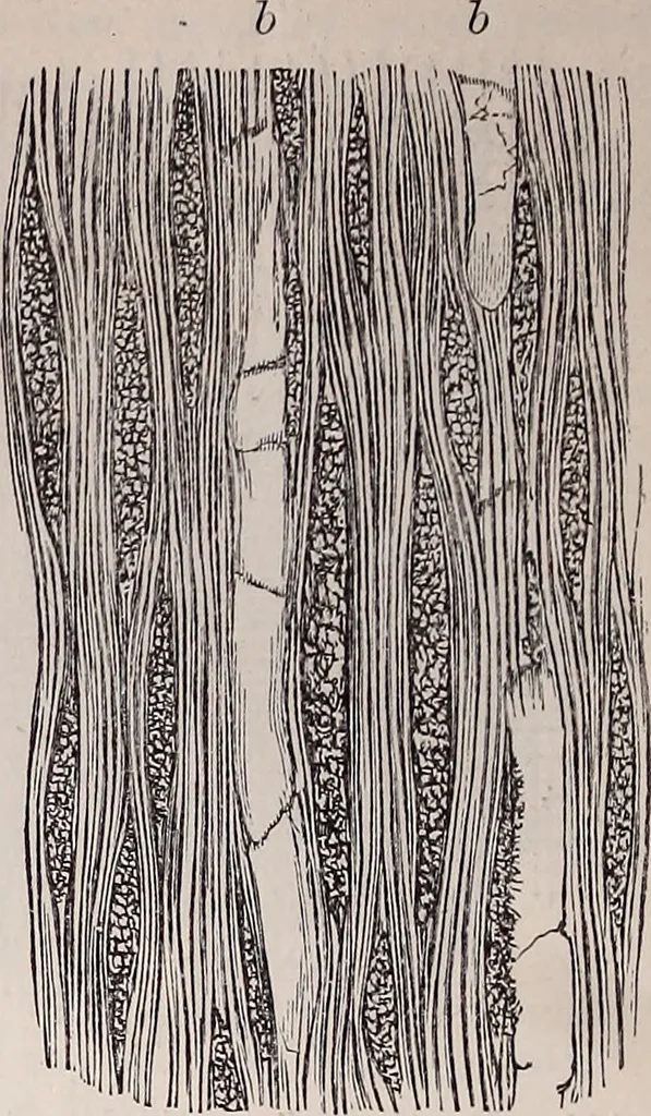 An illustration from The microscope and its revelations, 1891, leaf 679