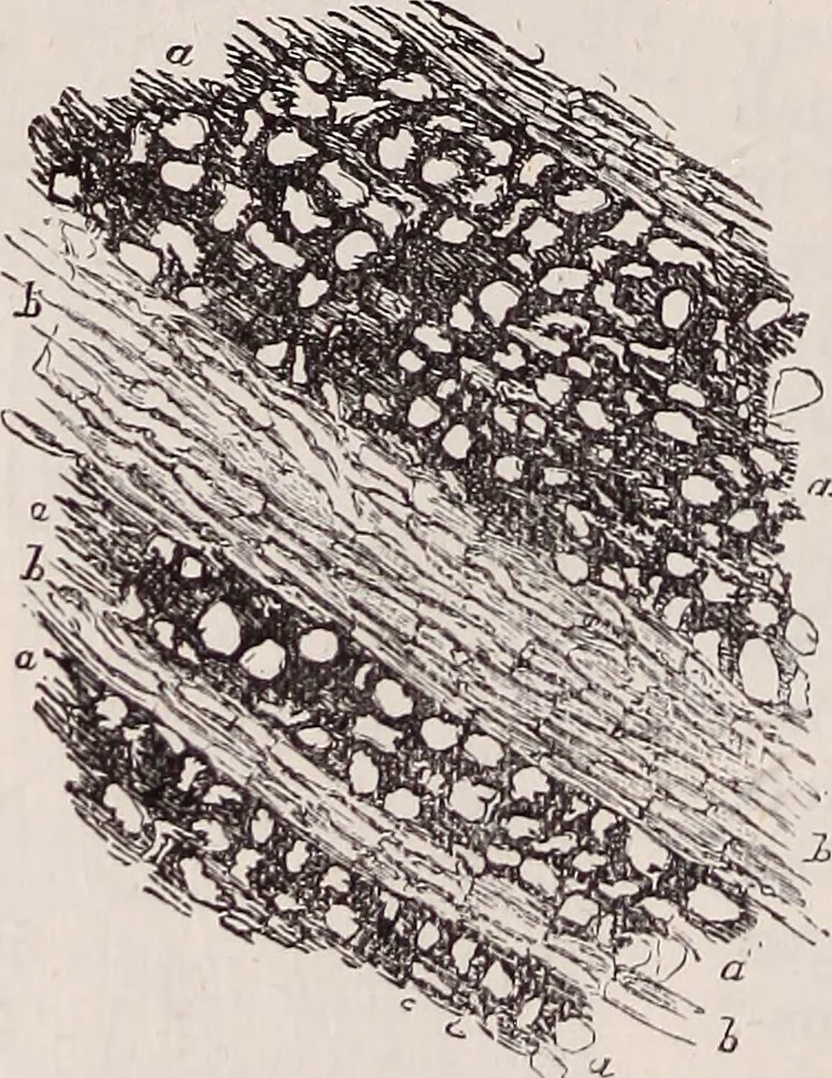 An illustration from The microscope and its revelations, 1891, leaf 679