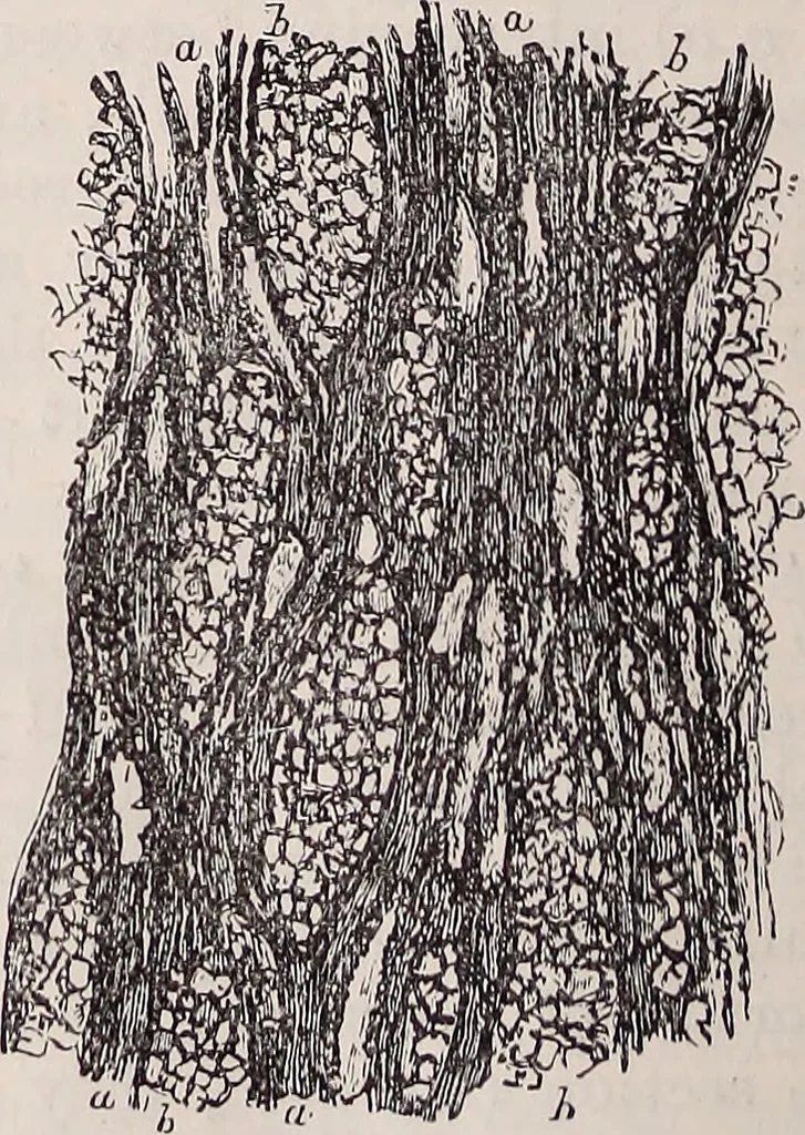 An illustration from The microscope and its revelations, 1891, leaf 679