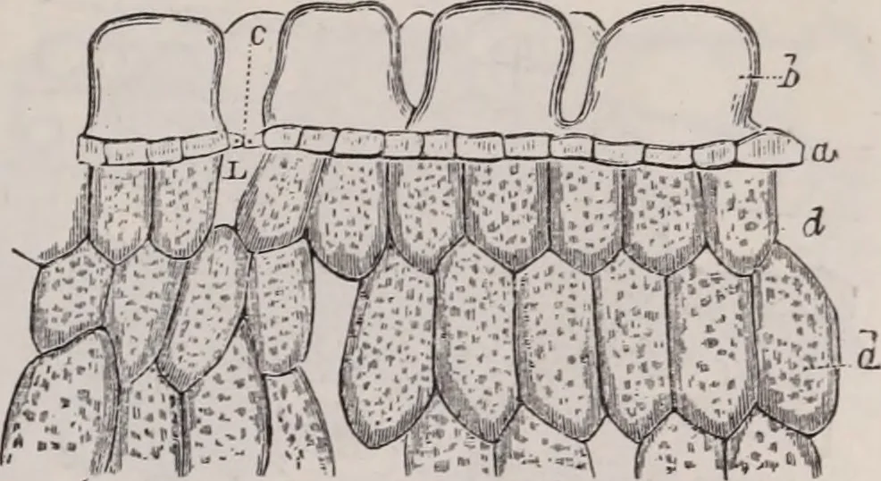 An illustration from The microscope and its revelations, 1891, leaf 686