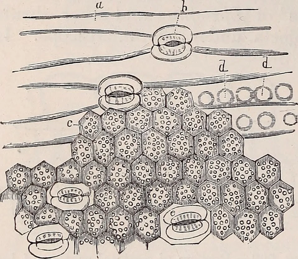 An illustration from The microscope and its revelations, 1891, leaf 687
