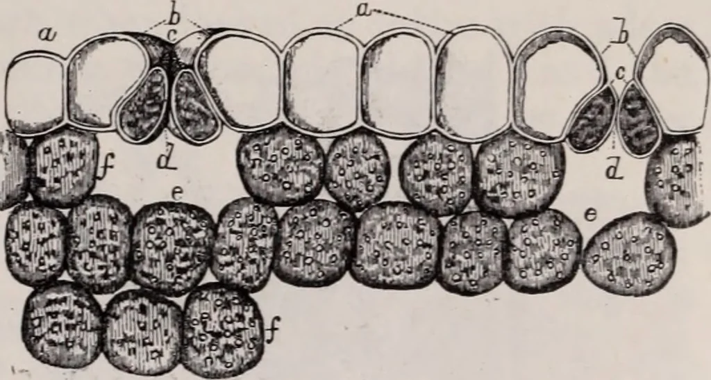 An illustration from The microscope and its revelations, 1891, leaf 688