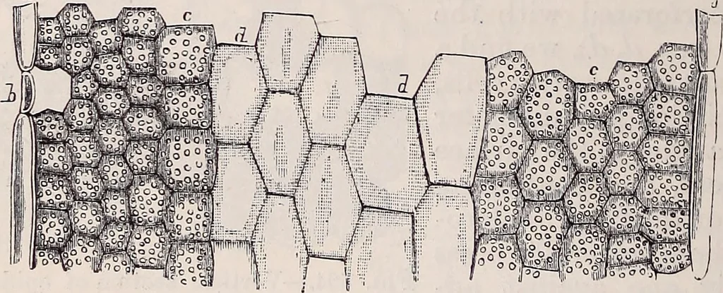 An illustration from The microscope and its revelations, 1891, leaf 689