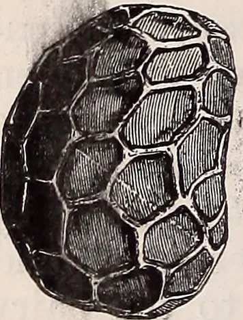 An illustration from The microscope and its revelations, 1891, leaf 695