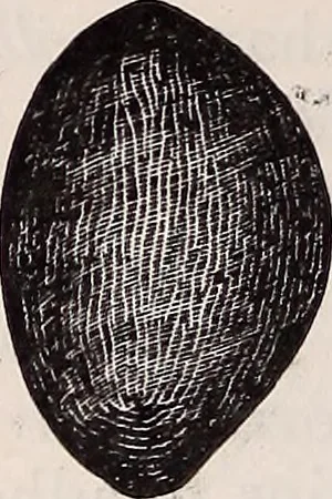 An illustration from The microscope and its revelations, 1891, leaf 695