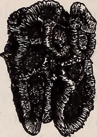 An illustration from The microscope and its revelations, 1891, leaf 695