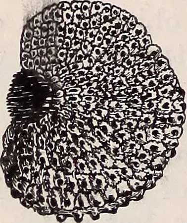 An illustration from The microscope and its revelations, 1891, leaf 695