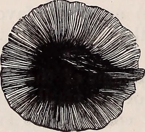 An illustration from The microscope and its revelations, 1891, leaf 695