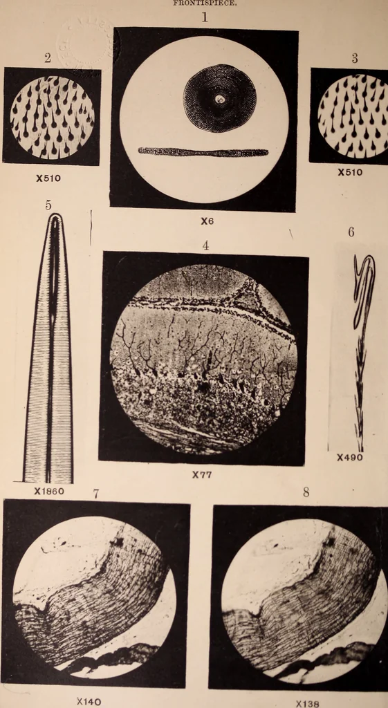 An illustration from The microscope and its revelations, 1891, leaf 7