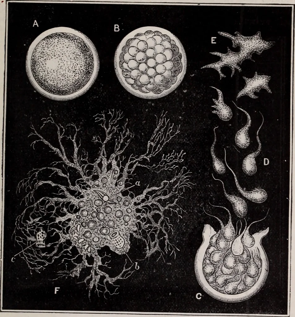 An illustration from The microscope and its revelations, 1891, leaf 700