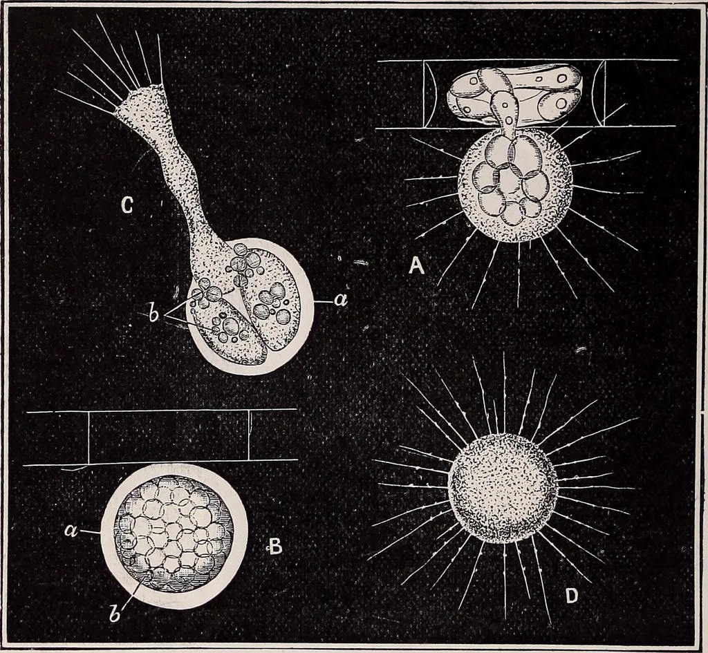 An illustration from The microscope and its revelations, 1891, leaf 701