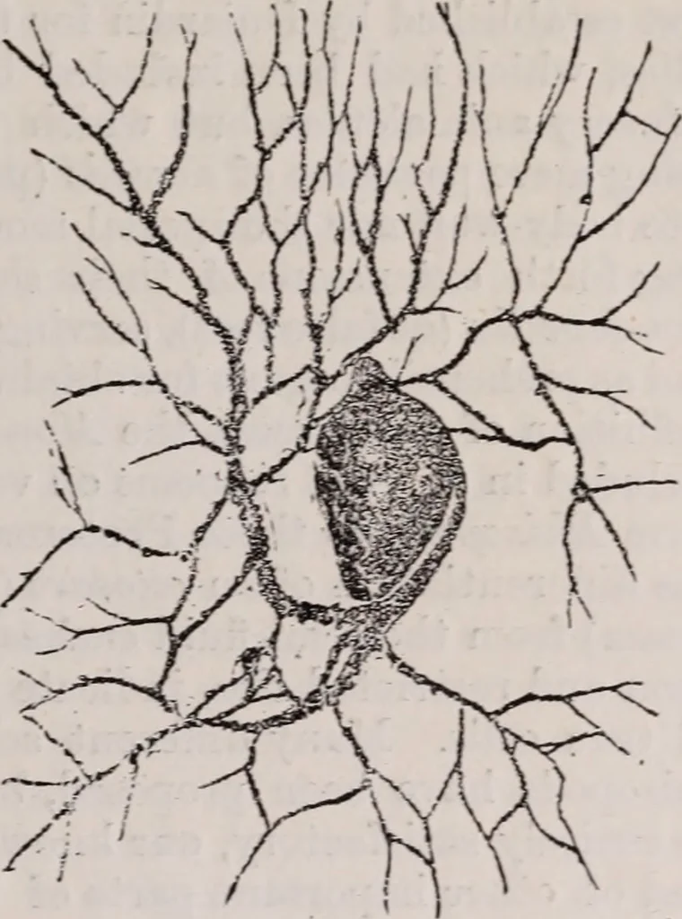 An illustration from The microscope and its revelations, 1891, leaf 704