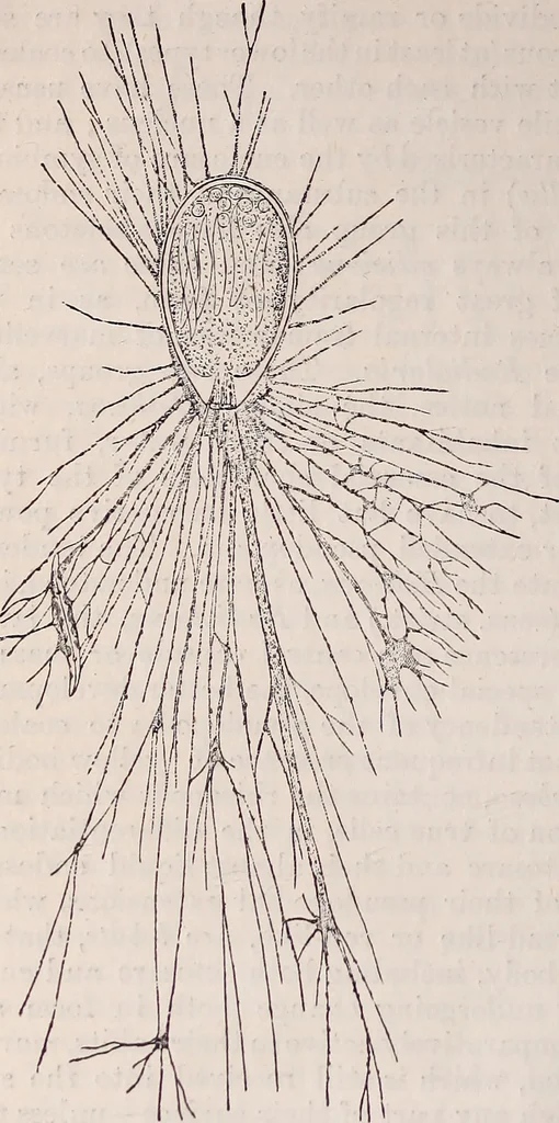 An illustration from The microscope and its revelations, 1891, leaf 707