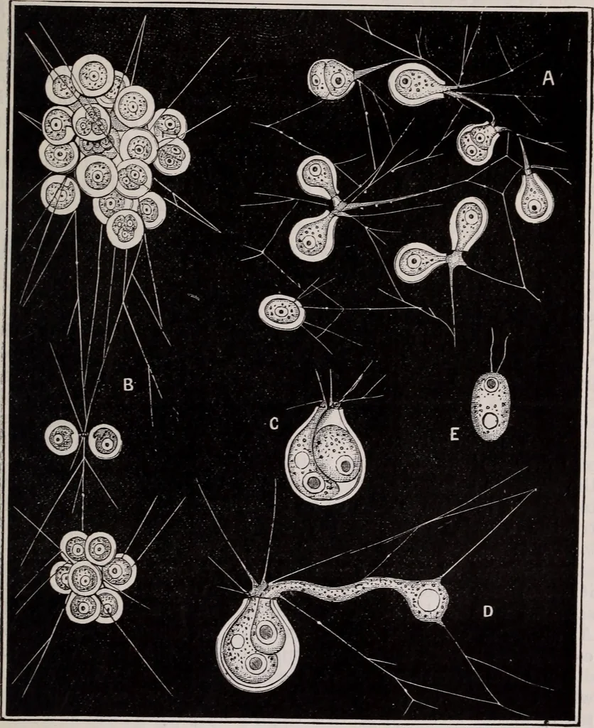 An illustration from The microscope and its revelations, 1891, leaf 708