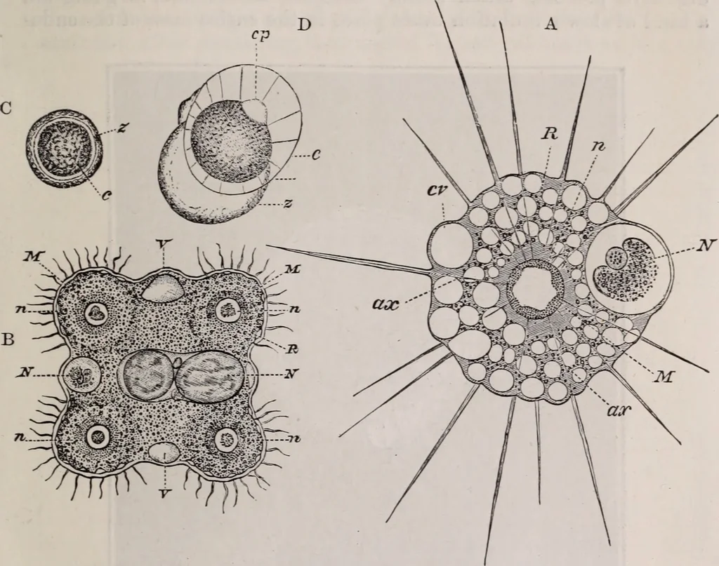 An illustration from The microscope and its revelations, 1891, leaf 710