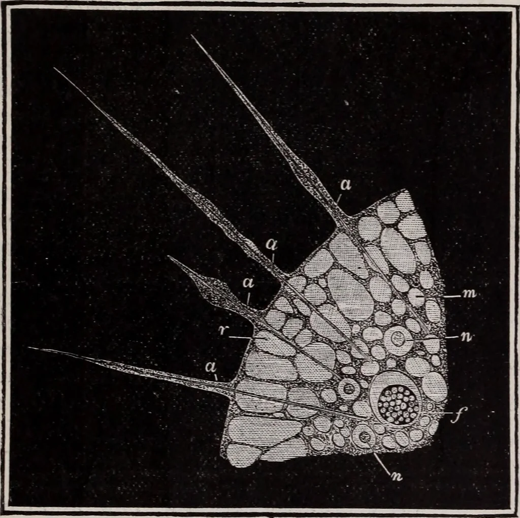 An illustration from The microscope and its revelations, 1891, leaf 712