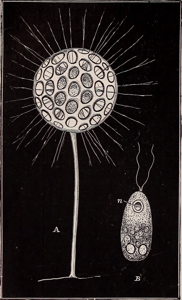 An illustration from The microscope and its revelations, 1891, leaf 713